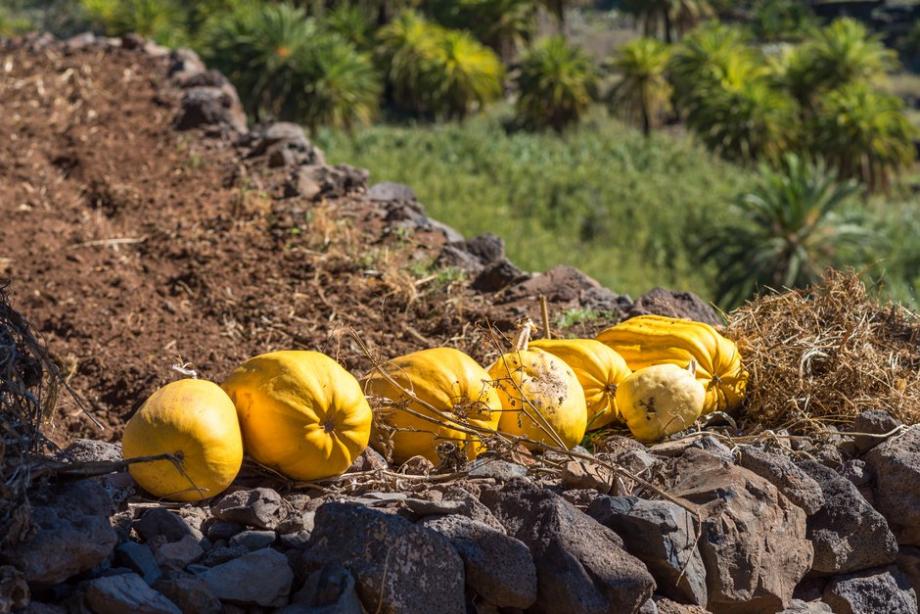 Après la récolte de la courge spaghetti, un petit ressuyage