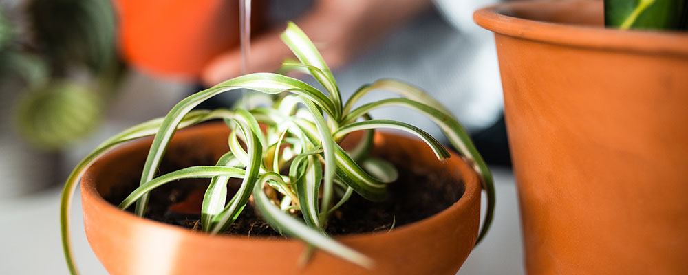 Le Chlorophytum est allé dans l'espace en 1989 pour purifier l'air des astronautes soviétiques !
