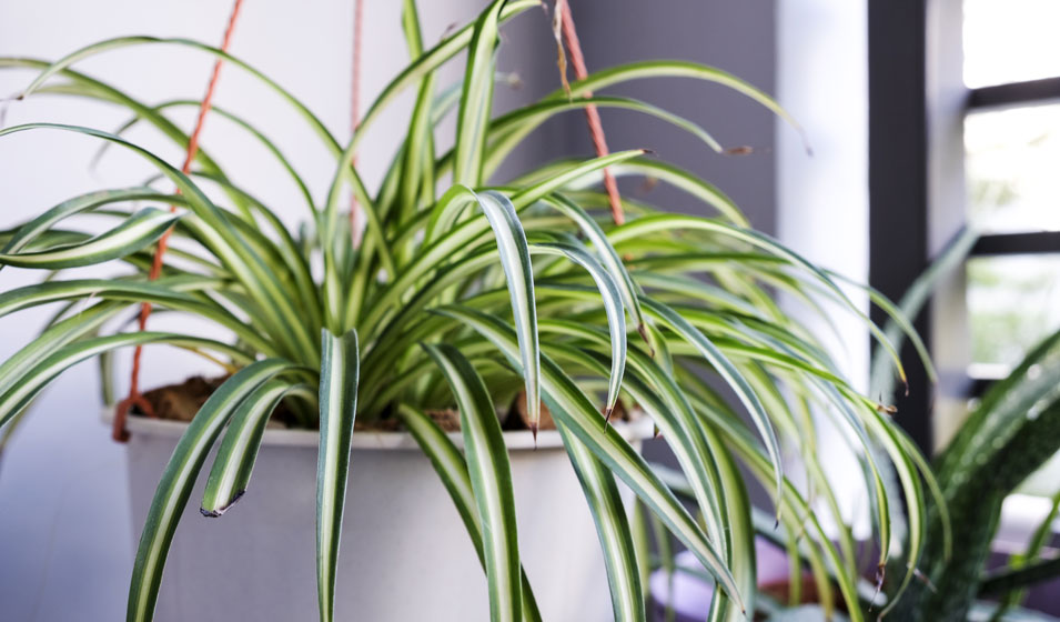 10 plantes d'intérieur faciles à entretenir pour ceux qui n'ont pas la main  verte