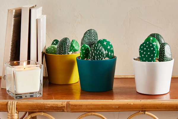 installer votre jardin de cactus