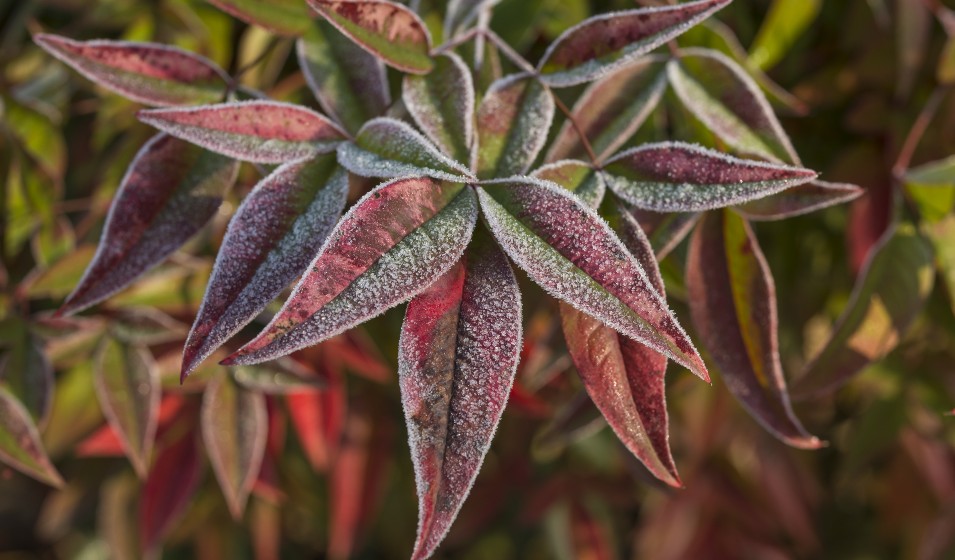 Bambou sacré, Nandina