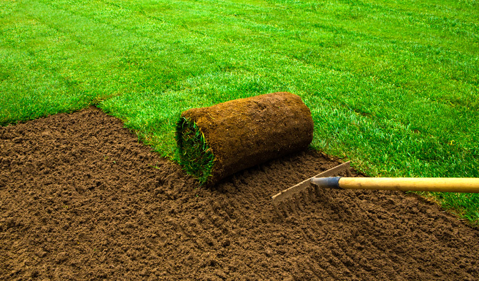 Comment semer du gazon sur une pelouse existante ?