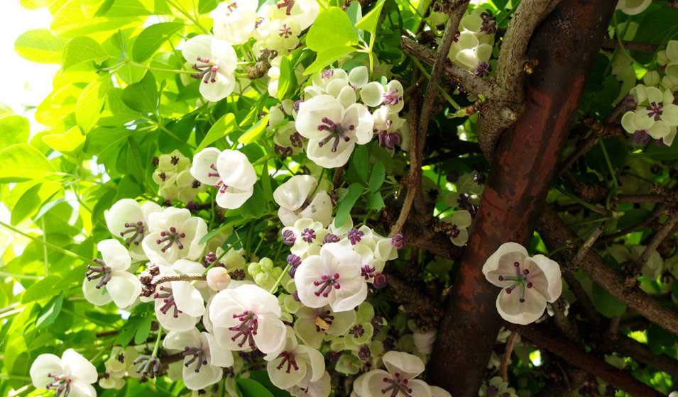 Plantes grimpantes : l'Akébie (Akebia) dite "Liane Chocolat"