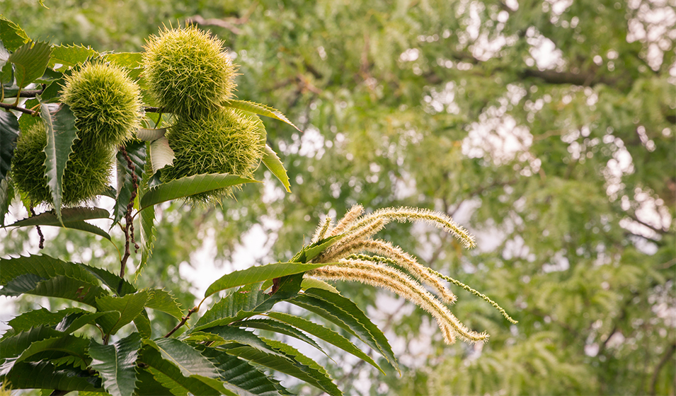Châtaignier plantation, entretien et taille Jardiland
