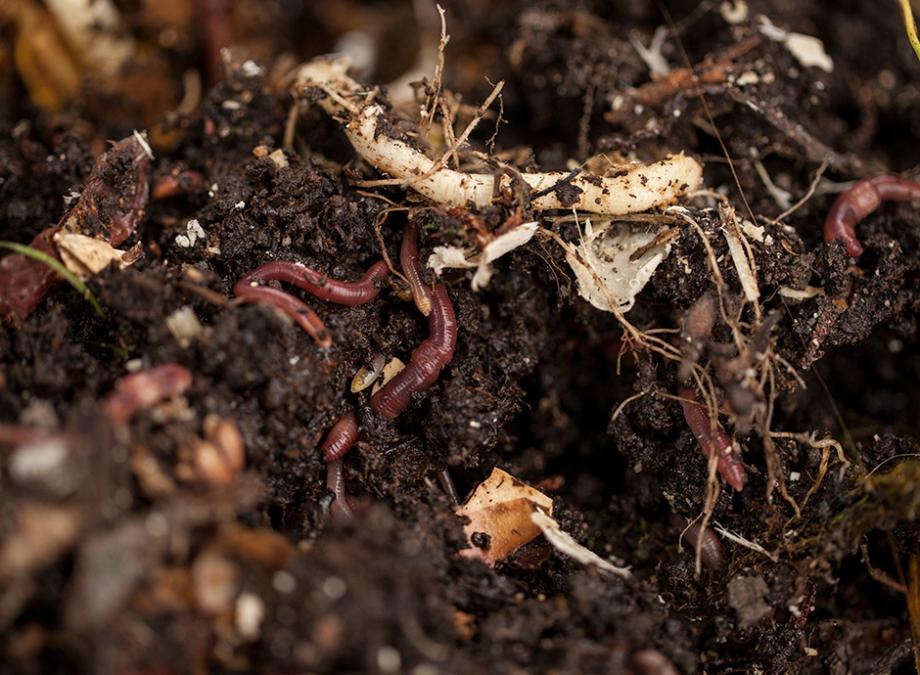 Un compost de feuilles riche