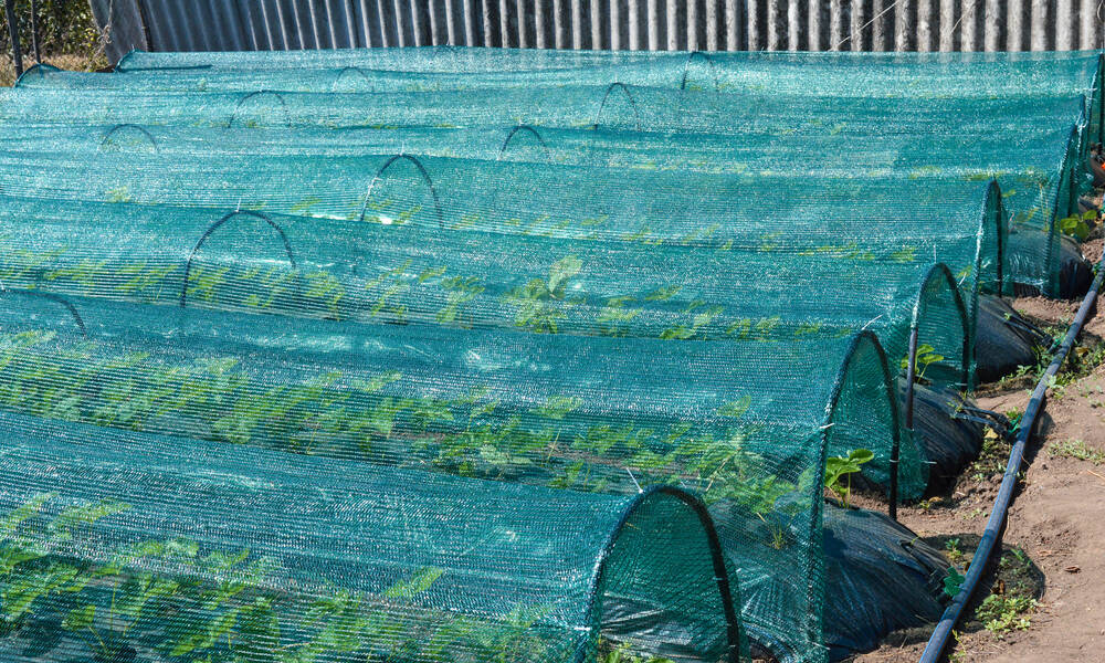 Des tunnels de culture pour protéger des fraisiers 