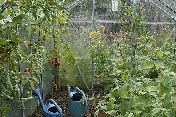 utiliser des tunnels pour forcer les plantes