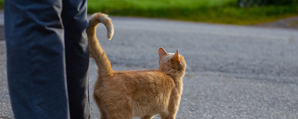 La forme de sa queue ou de ses oreilles sont ses paroles : ici c'est un chat heureux de voir son humain.
