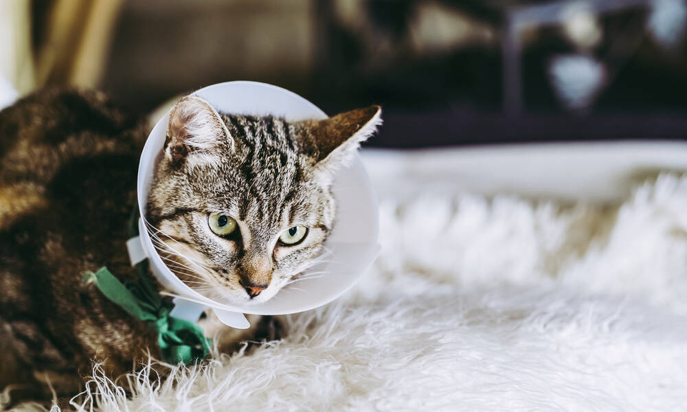 La collerette empêche la chatte de lécher sa plaie