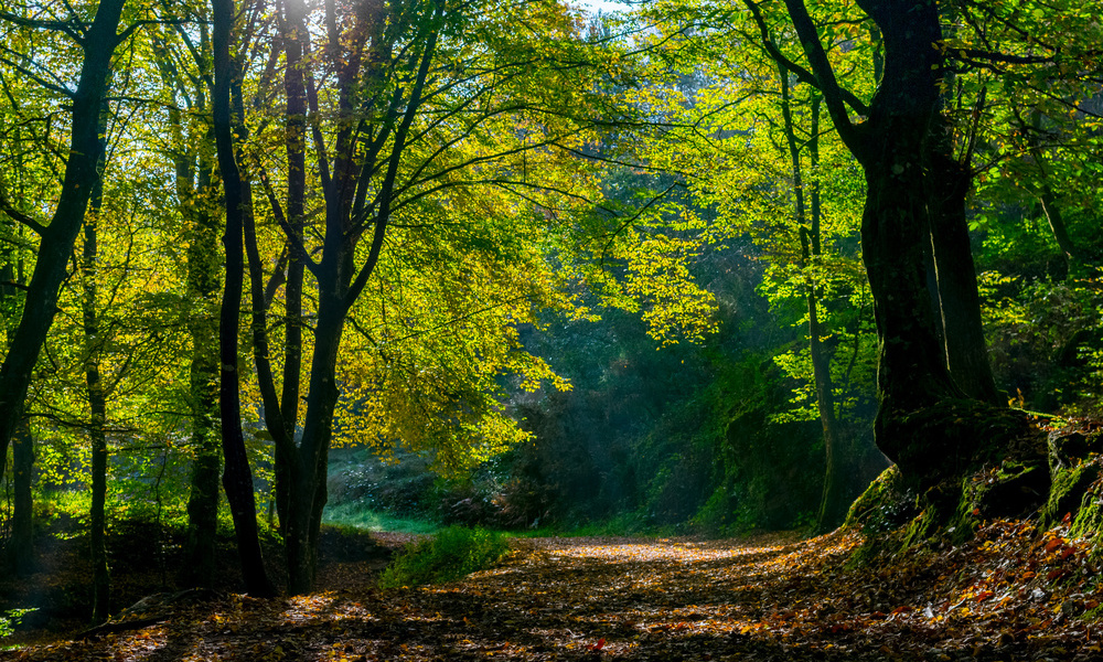 La forêt de Brocéliande 