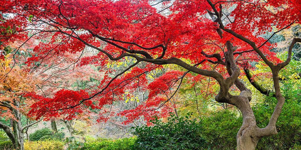Choisir des arbres colorés