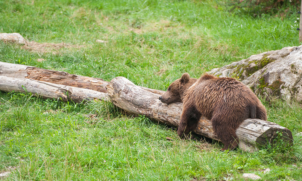 L’Ours des Pyrénées
