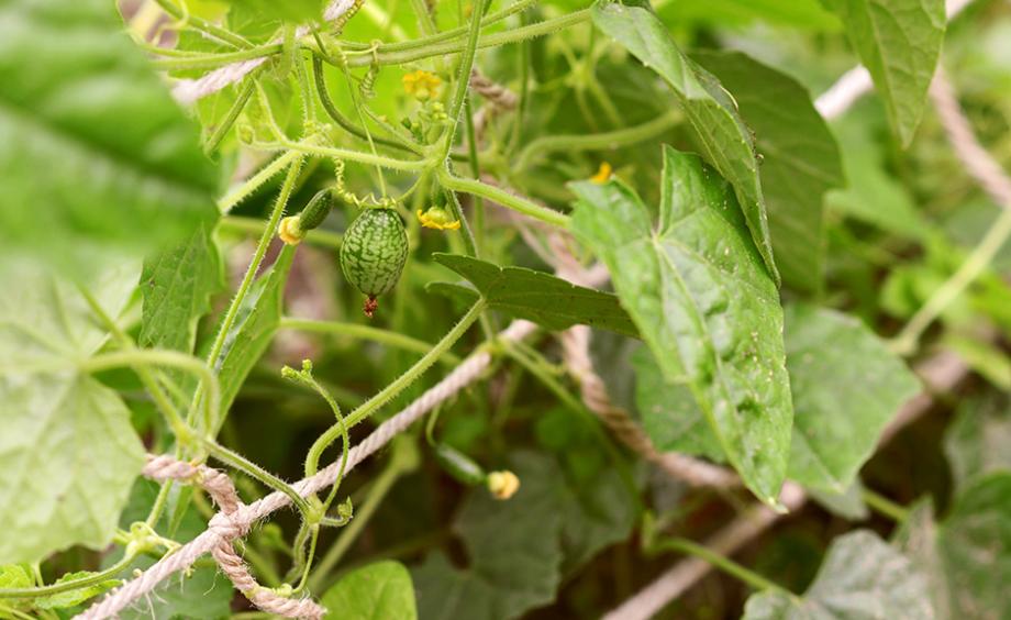 Le cucamelon