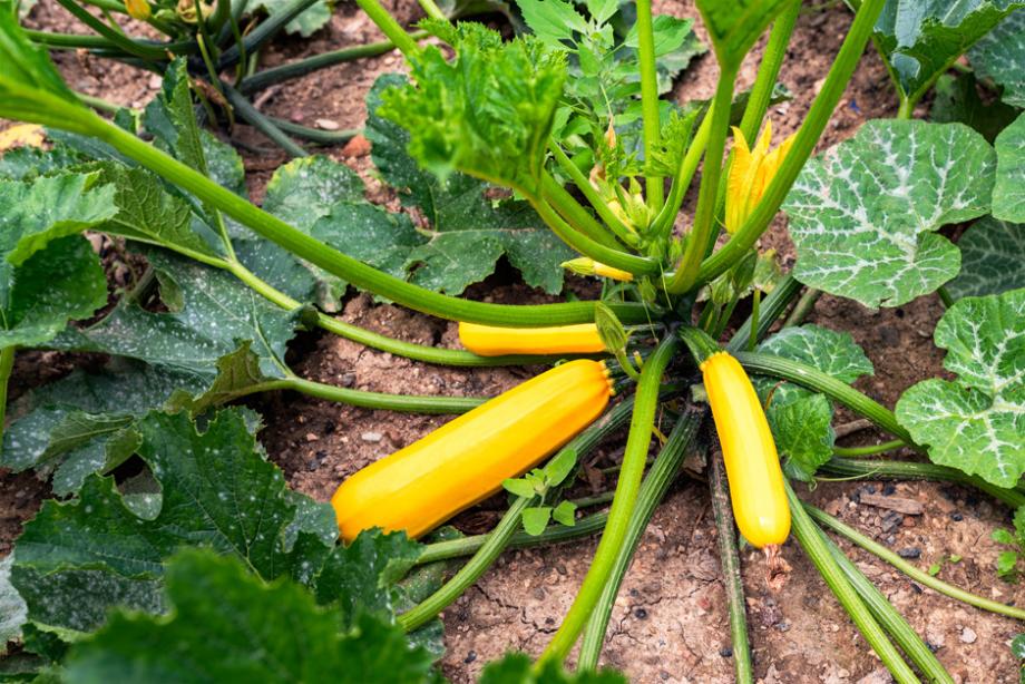 Courgette jaune