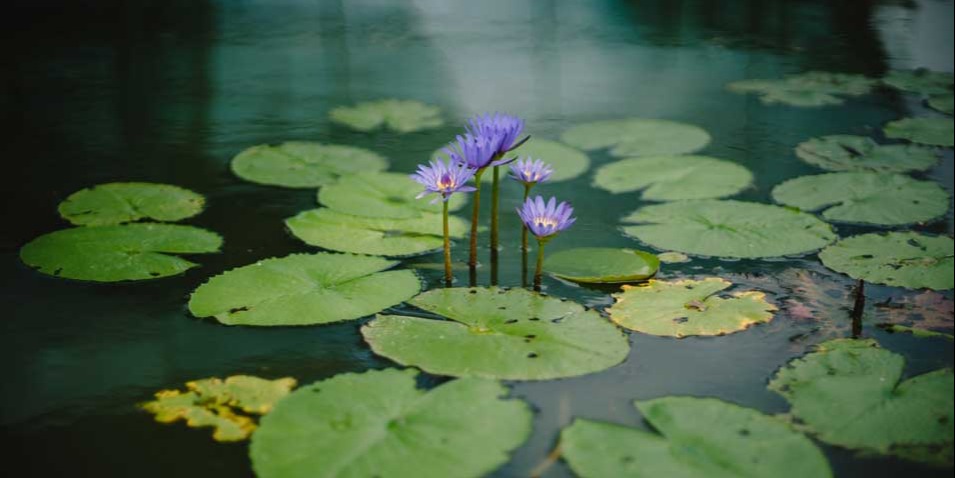 bassin naturel