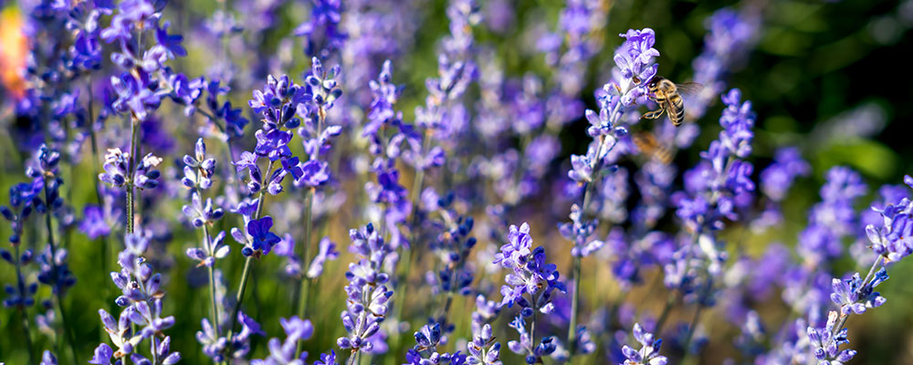 La jolie lavande bleue
