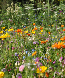 Labyrinthe de fleurs sauvages à Courson