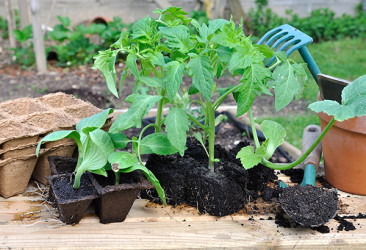 Repiquer des jeunes plantes