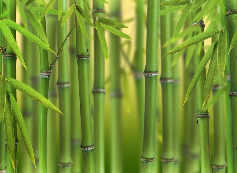 Tout savoir sur le bambou, plante d'avenir - Côté Maison