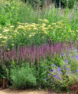 Les vivaces dont les graminées sont les plantes vedettes d'un jardin naturaliste