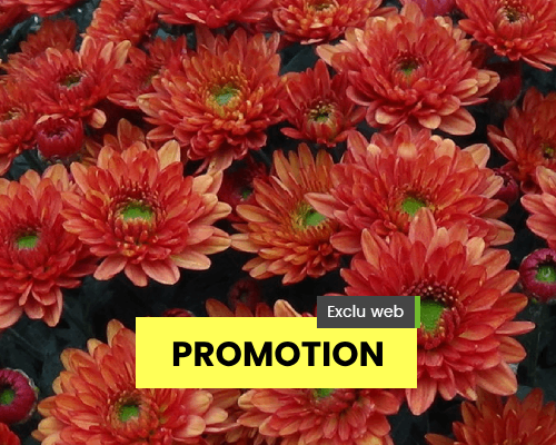 Autour du chrysanthème