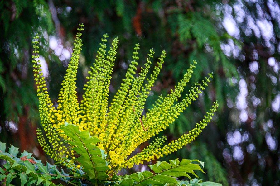 Le mahonia