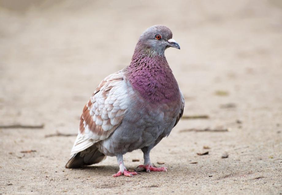 Ultrason pour oiseaux - Pigeons et autres nuisibles