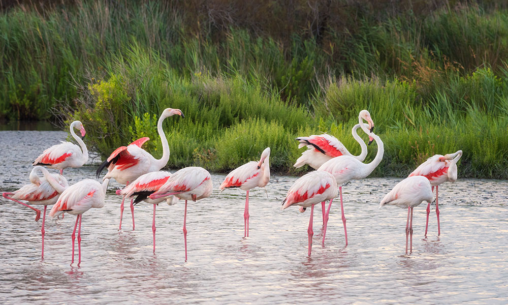 Le Parc Ornithologique du Pont de Gau