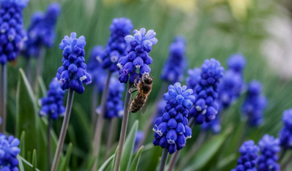 muscari 3