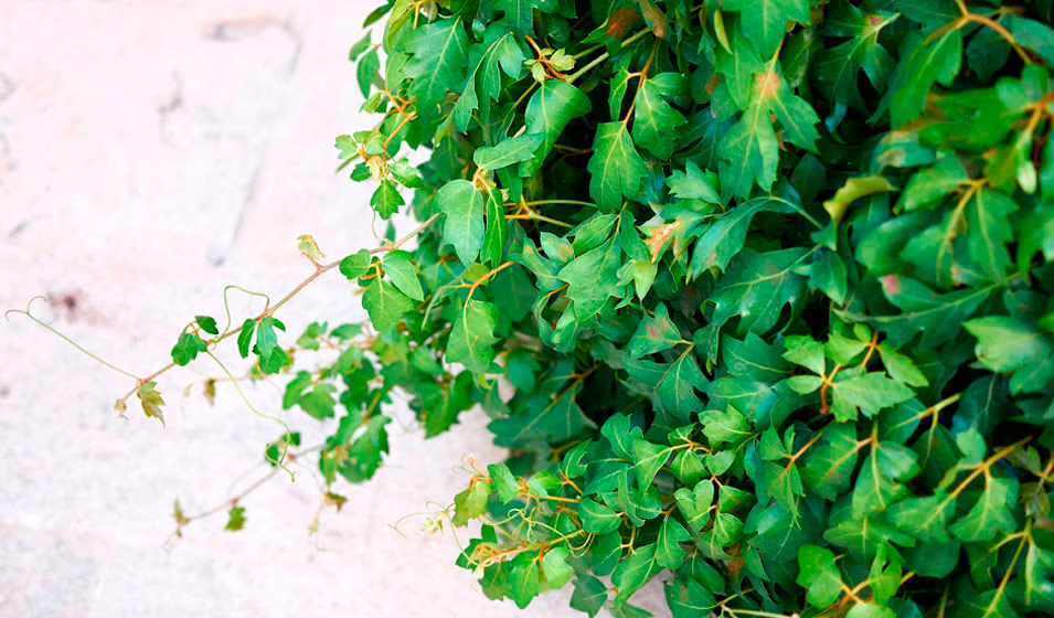 12 plantes grasses retombantes pour végétaliser votre intérieur - Jardiland