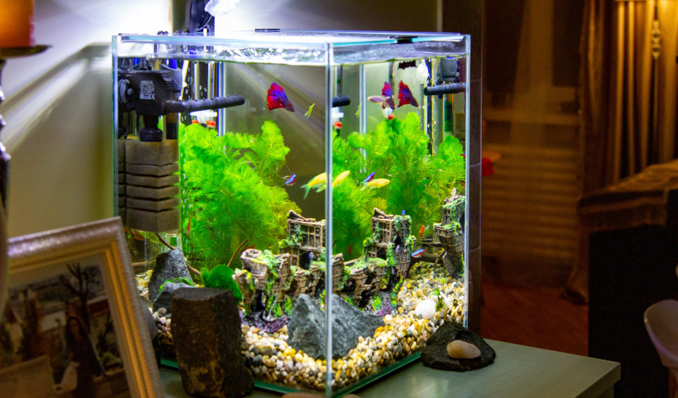 Aménager un nano-aquarium