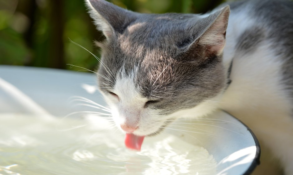 Un chat qui mange des croquettes doit boire beaucoup