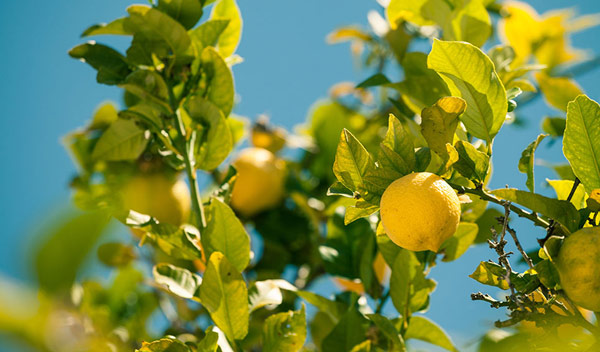 L'hivernage du citronnier - Direct-Filet.com le blog