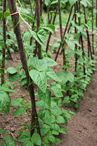 Les haricots à rames sont aussi esthétiques !