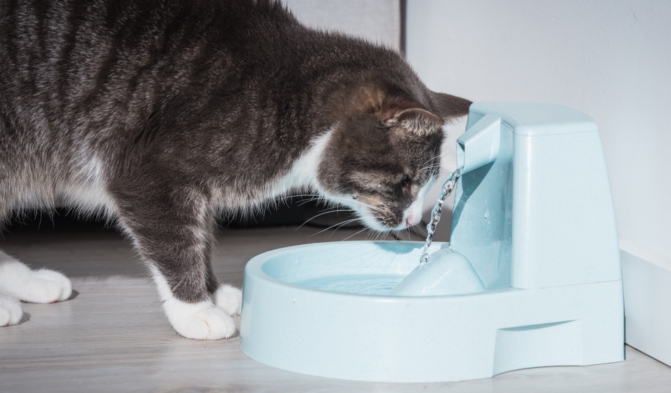 La fontaine à eau pour chat : comment choisir ?
