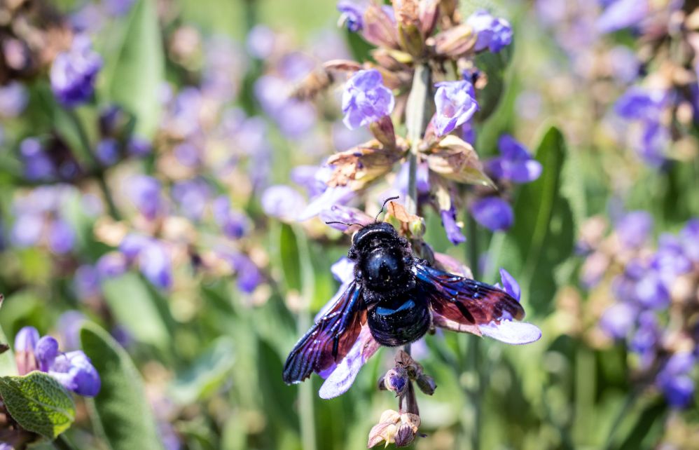 Abeille Solitaire 5 faits surprenants sur les abeilles solitaires - Jardiland
