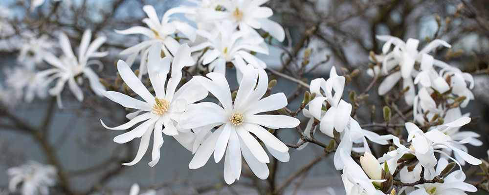 Le magnolia et sa floraison généreuse