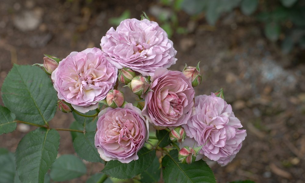Un rosier mauve, une couleur rare comme la personne à qui est destinée le cadeau