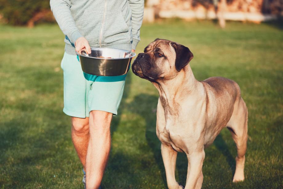 Repas du chien