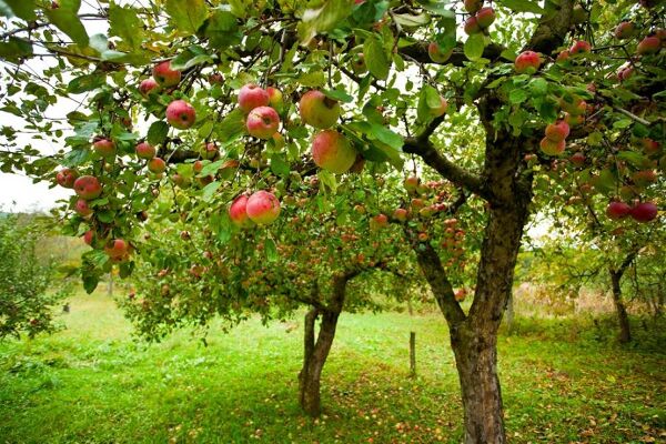 Protéger ses arbres fruitiers : nos astuces pour un jardin en bonne santé