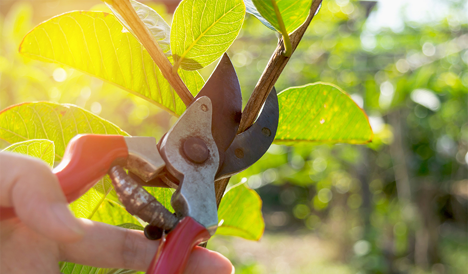 La taille des arbustes qui fleurissent en été