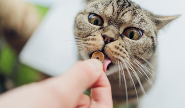 Quelles sont les meilleures friandises pour chat ? - Jardiland