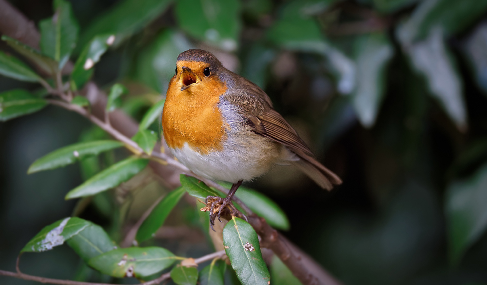 Top 9 des oiseaux de nos jardins - Jardiland