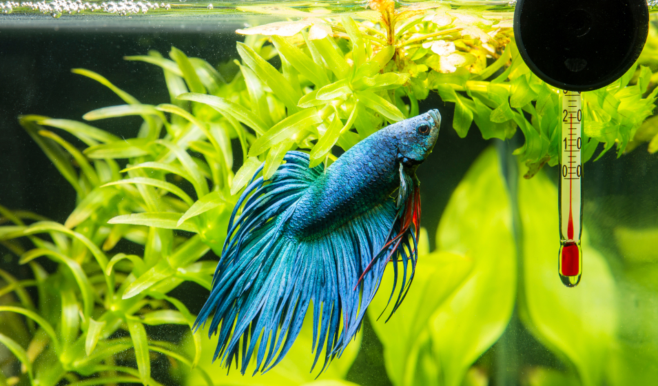 poisson