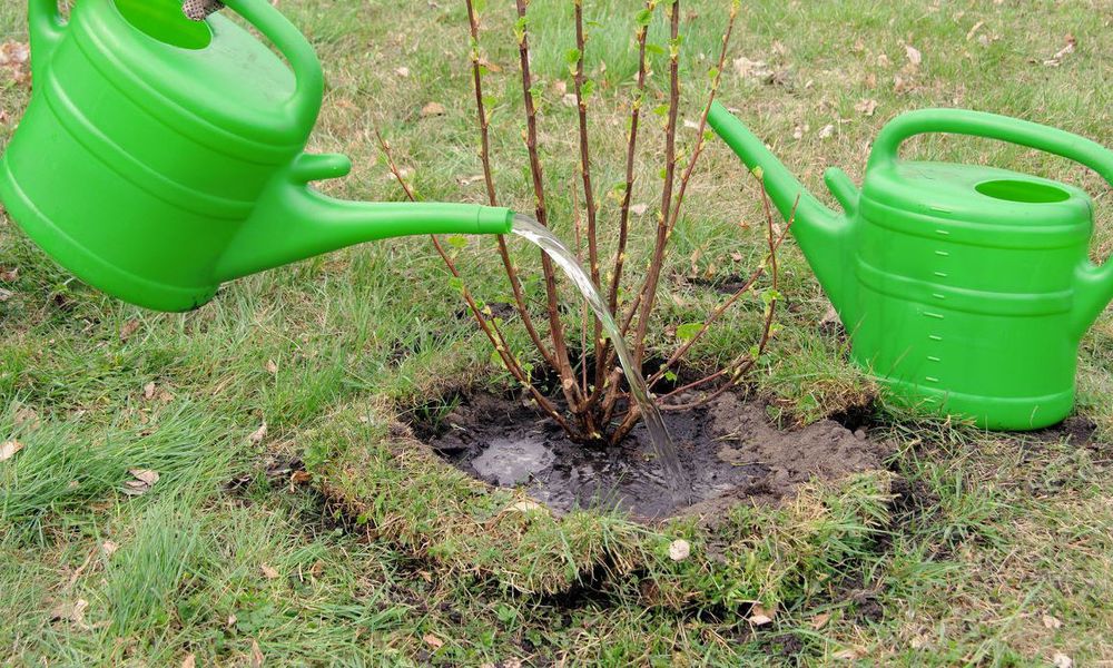 Arroser copieusement après la plantation