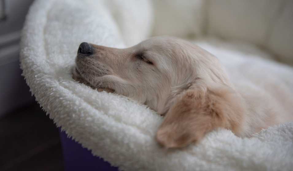 Le chiot s'habitue progressivement à dormir dans son panier 