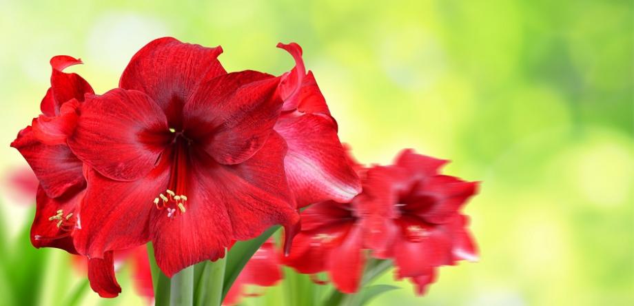 entretien amaryllis