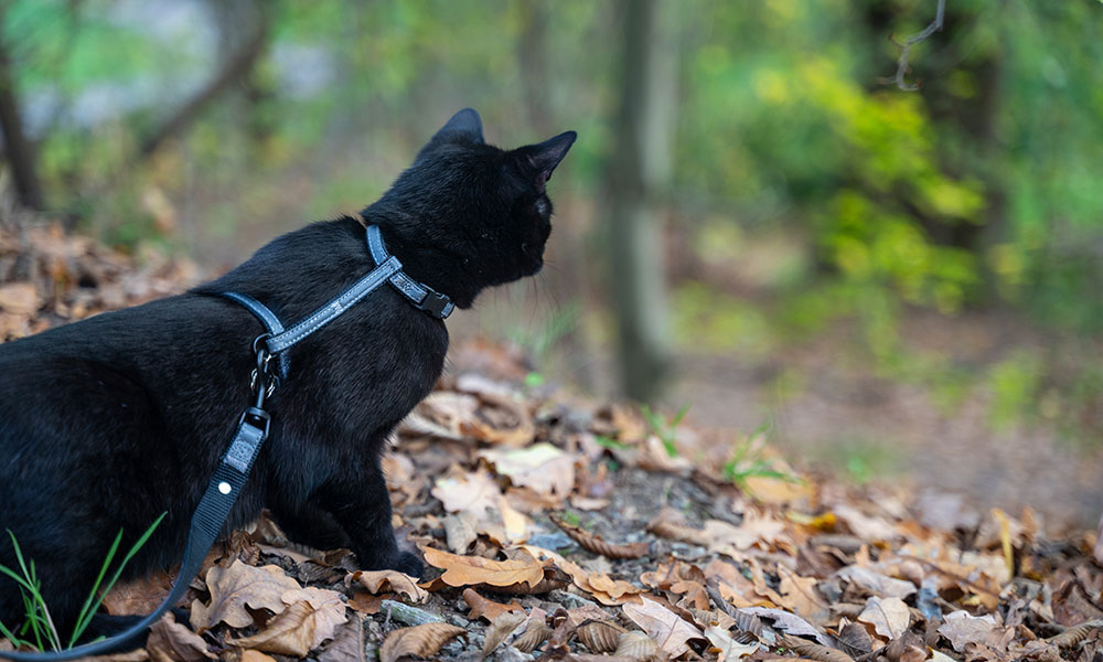Partir en randonnée avec son chat !