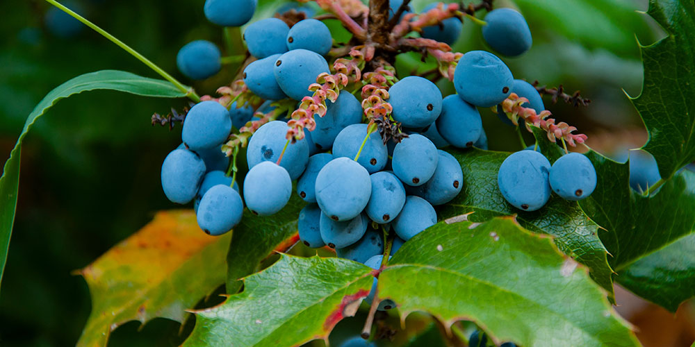 Mahonia faux houx