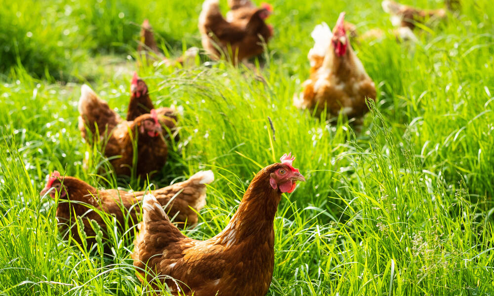 La délicieuse et riche herbe fraîche printanière